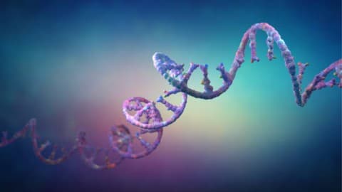 Transcription and RNA processing