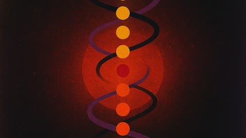 the shadow chakras
