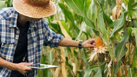 Certified Agricultural Consultant
